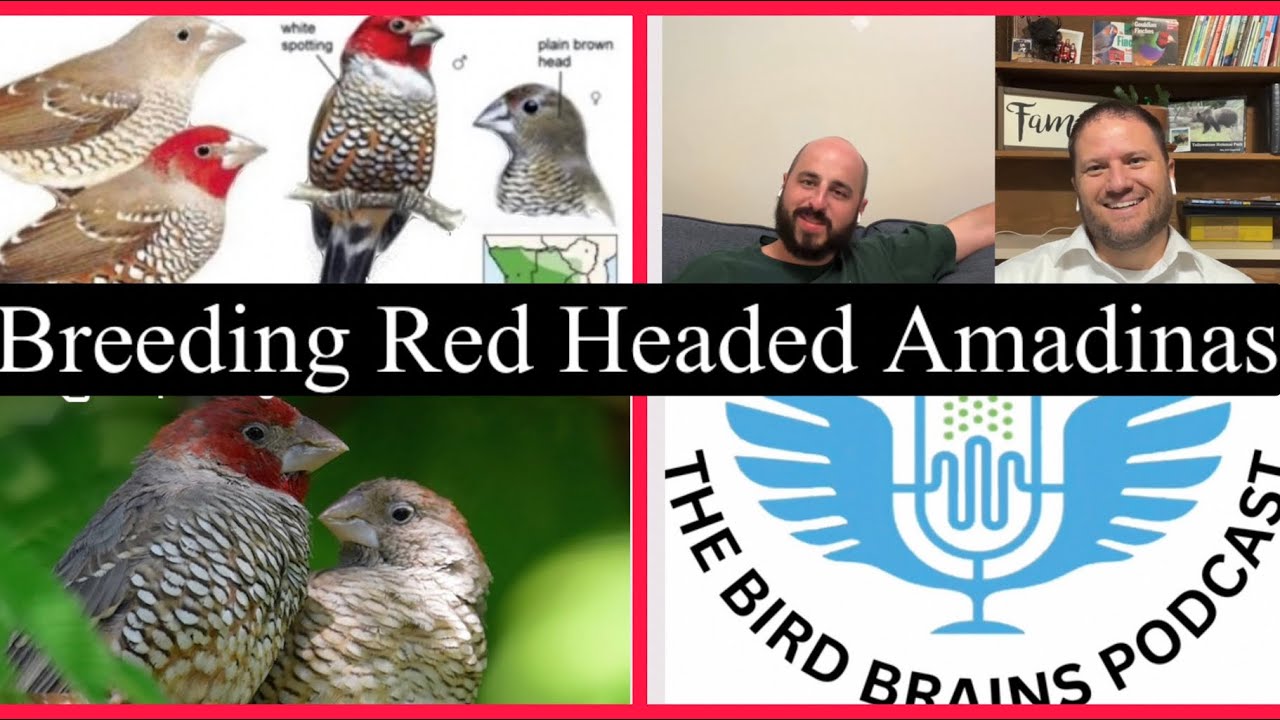 How to Breed Red Headed Amadina Finches. Bird brains podcast Episode:34