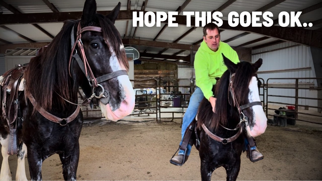 First Time Riding A Clydesdale Horse!