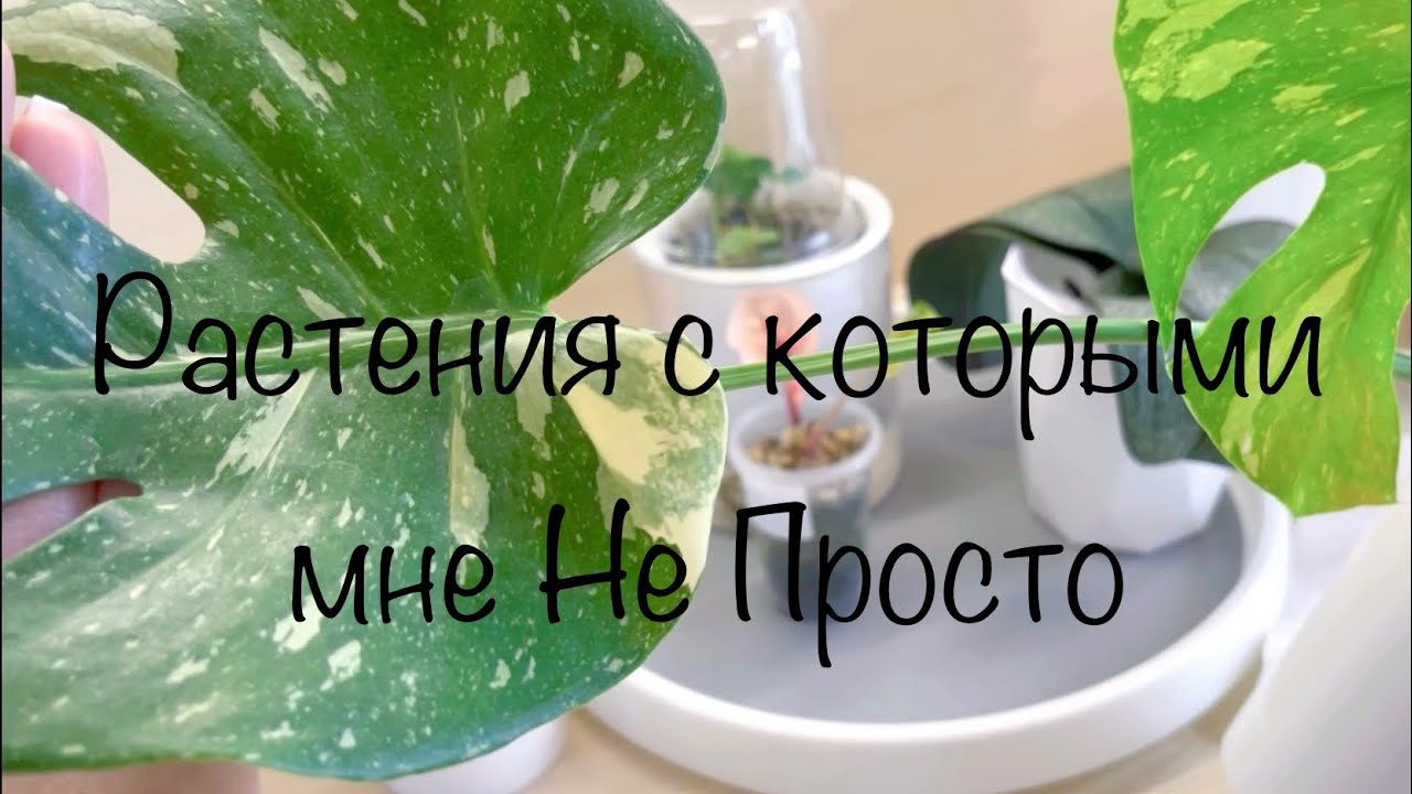 Растения с которыми мне Не Просто