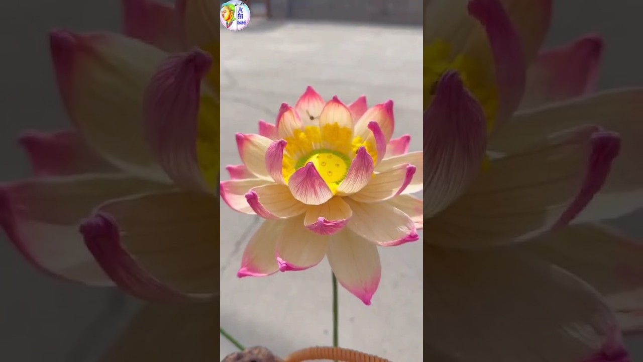 Corn Husk Lotus Flower Art 🌸 | Unique Handmade Craft 💫 #diy #craft #shorts #lotusflower #viralvideo
