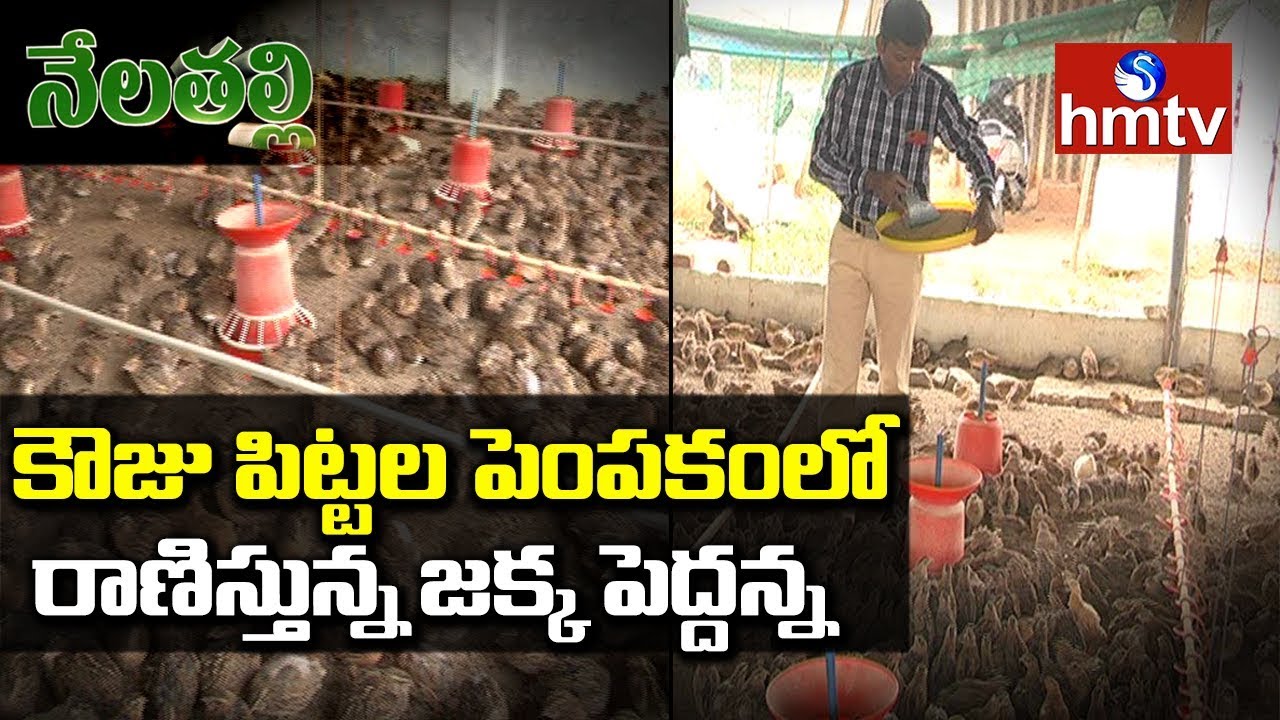 Young Farmer Quails Farming Success Story | Nela Talli | hmtv