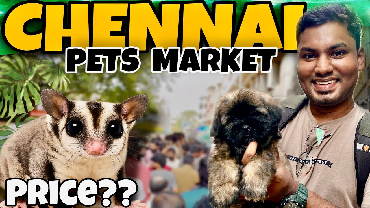 சண்டே Pets Market 😍 – Kutty Dogs, Parrots எல்லாம் இருக்கு!