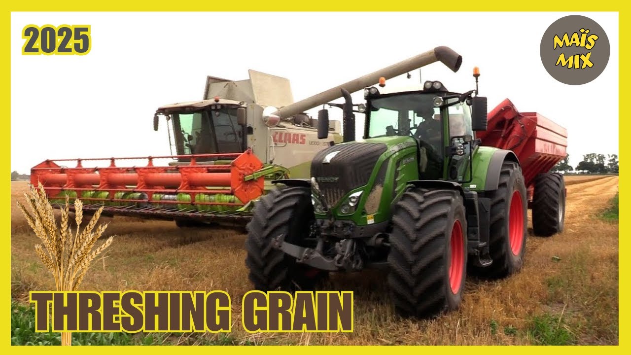 Graan dorsen 2025 | Claas Lexion 570 met Vario770 | Fendt 930 met overlaadwagen | Threshing grain