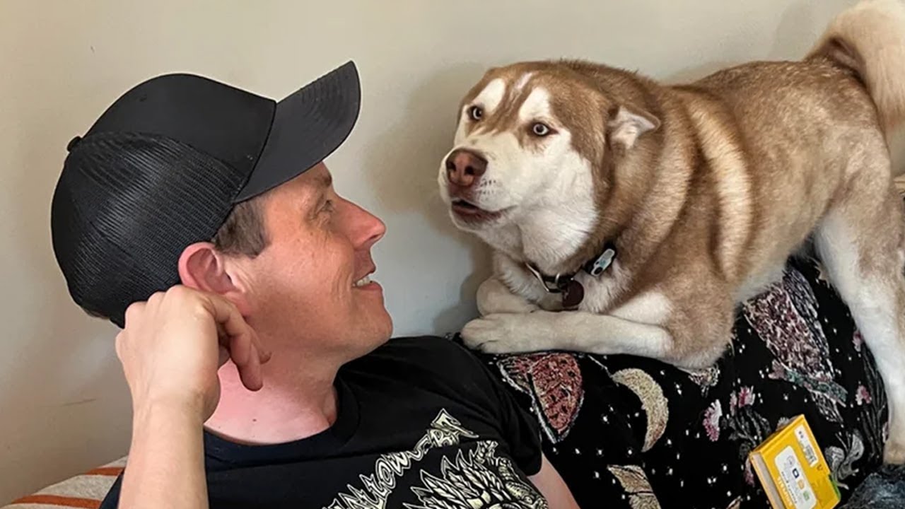 When Dogs Realize They Understand English So Well 😂🐶