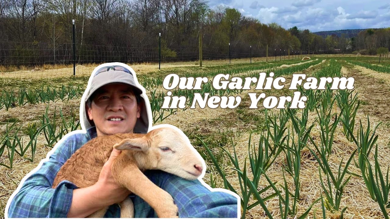 Our Garlic Farm in New York // Sustainable Garlic Farming