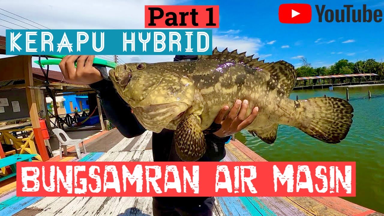 Part 1 Kerapu Sado Hybrid Sabah l  Taman Mini Akuakultur Ko-Nelayan, Tuaran, Sabah