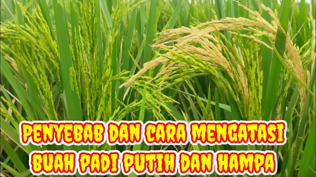 penyebab dan cara mengatasi padi hampa dan putih gunakan insektisida sistemik