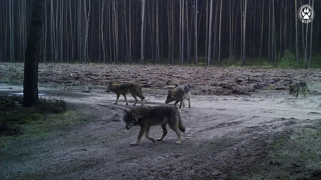 Wilki w Puszczy Noteckiej