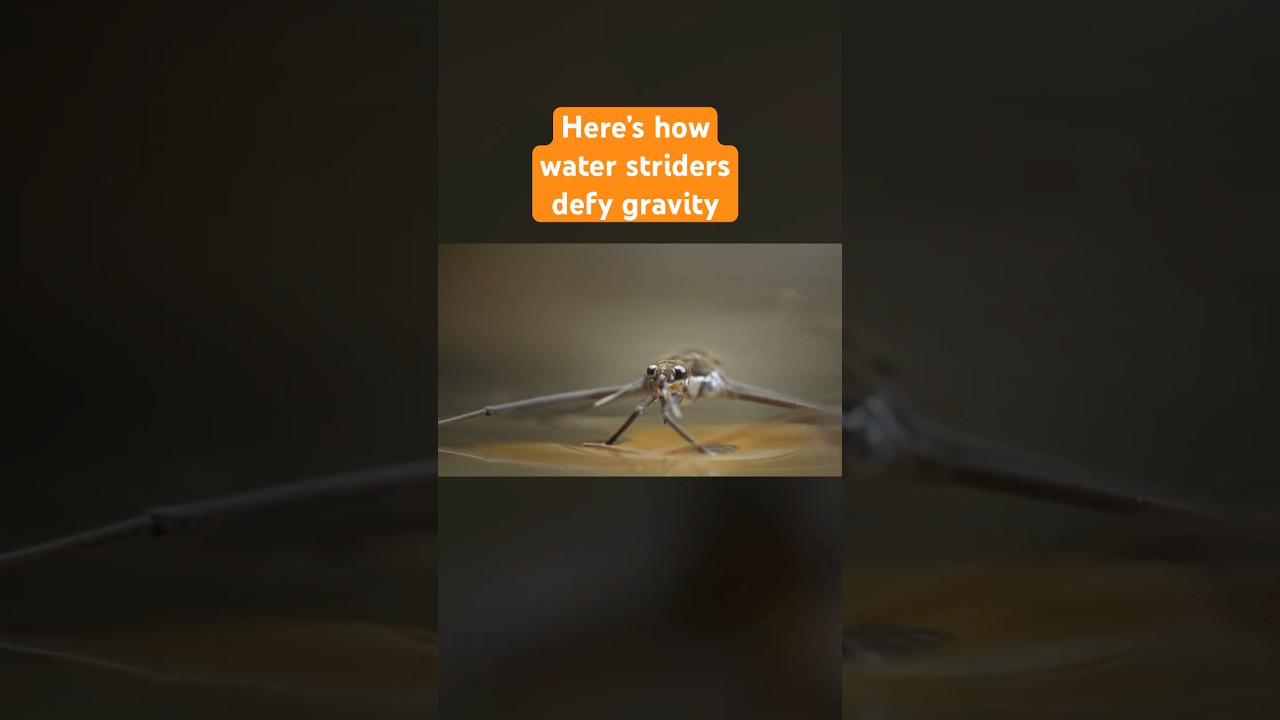 Wondrous Water Striders | #DeepLook #Shorts
