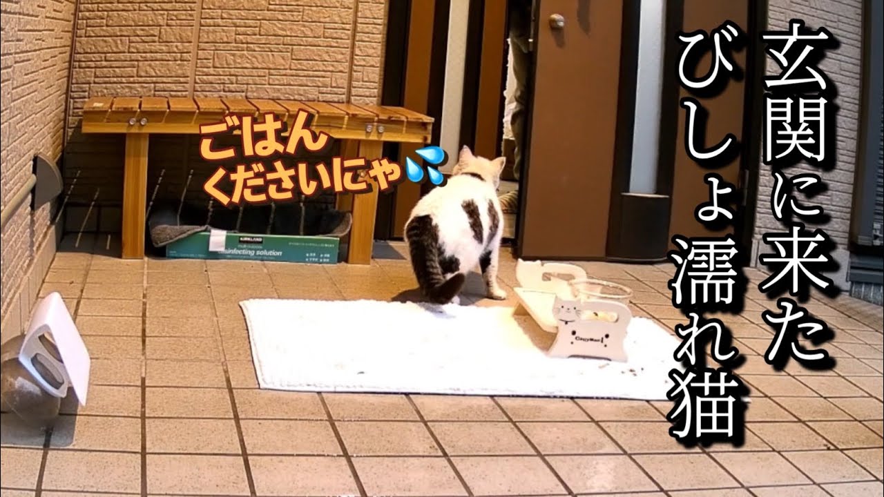 冷たい雨の中玄関に来たお腹を空かせた猫が取った行動が意外過ぎる…