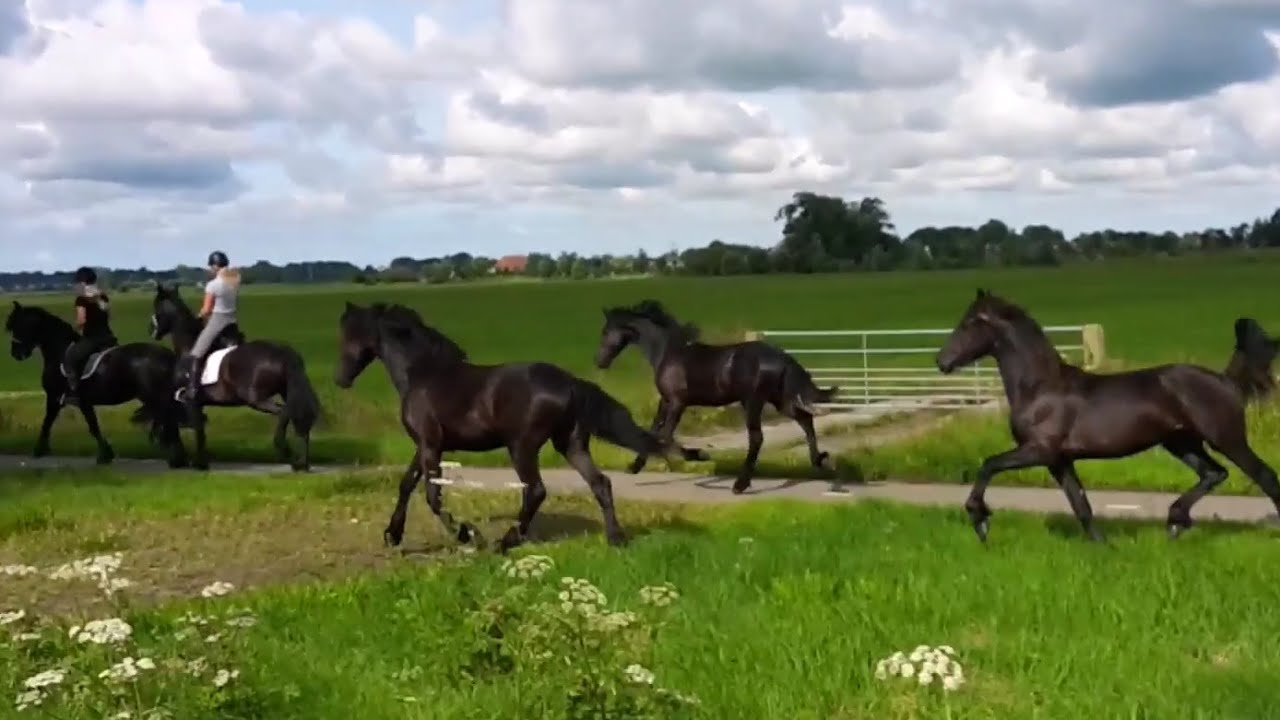 Friesian horses moving to another pasture! 🐎