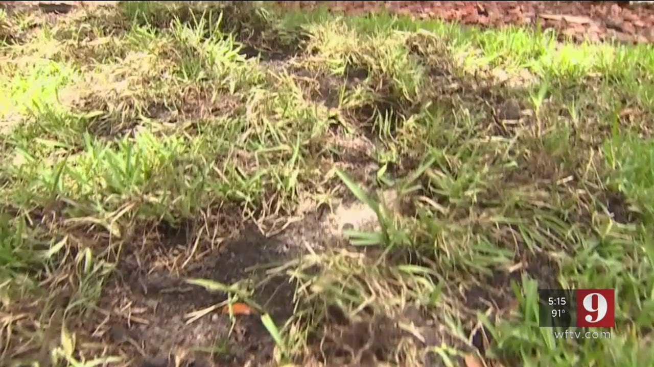 Video: Wild hogs destroy lawns in Marion County