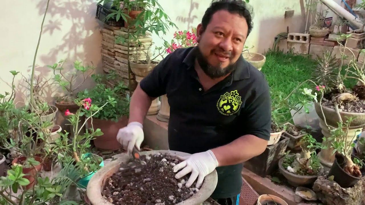 Adenium Arabicum trasplante y sustrato