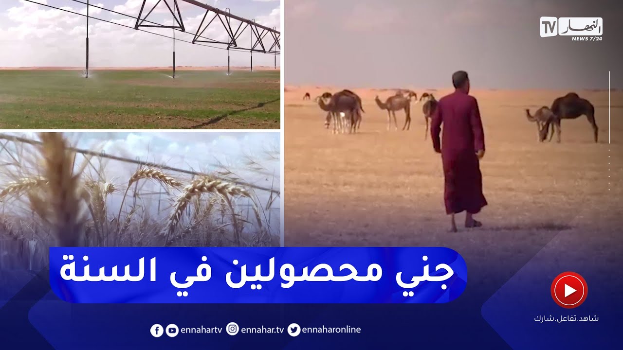 ورقلة: شوقي.. مستثمر يرفع التحدي في الزراعات الإستراتيجية