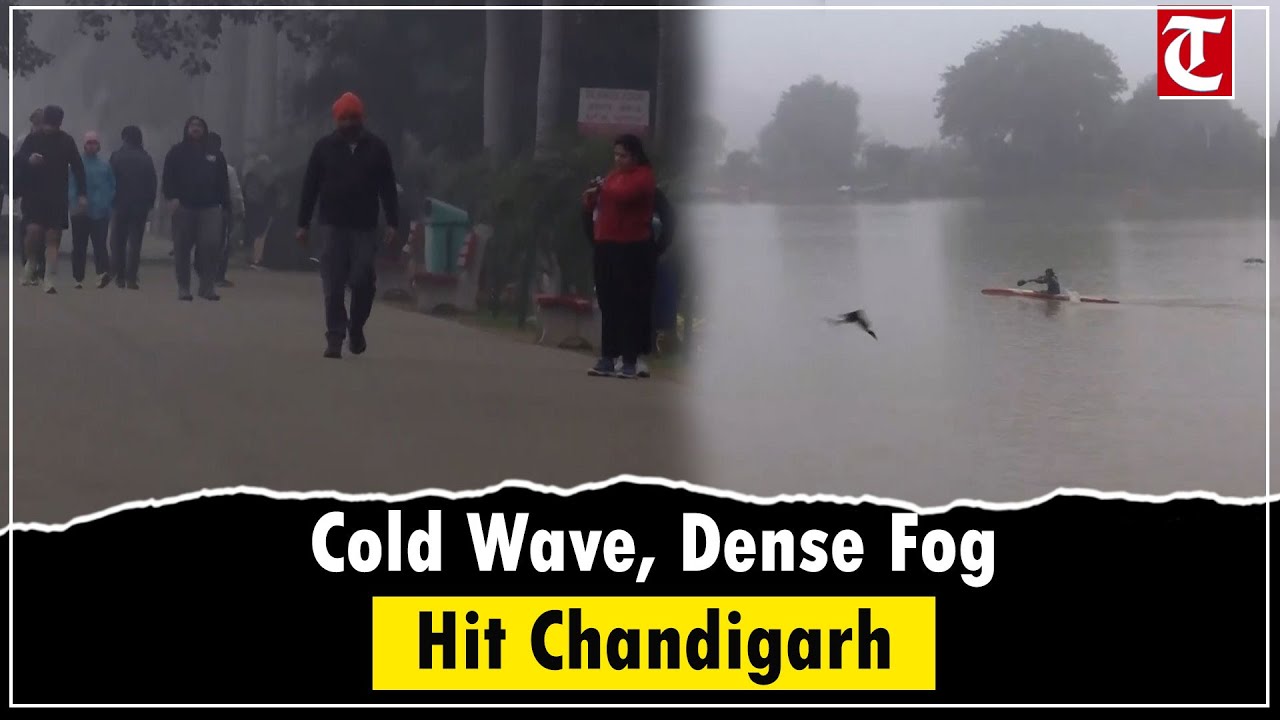 Cold wave and dense fog blanket Chandigarh, visuals emerge from Sukhna Lake