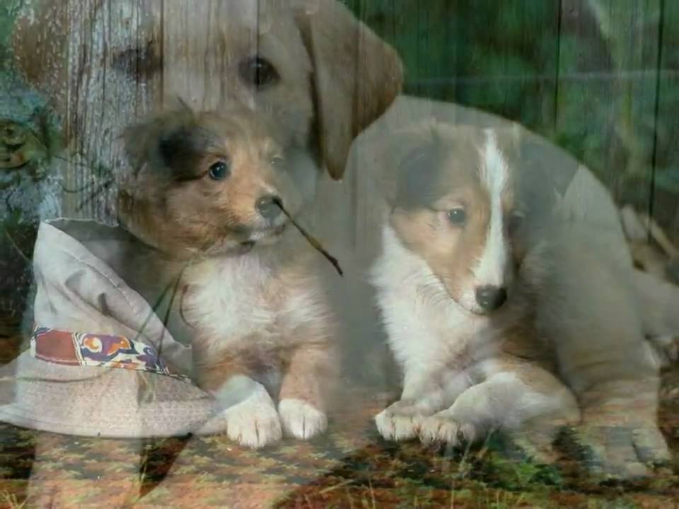 I NOSTRI AMICI CANI