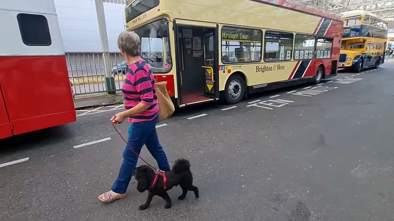 Leyland Leopard and other Buses at Eastbourne Vintage Bus Day 06/07/2025