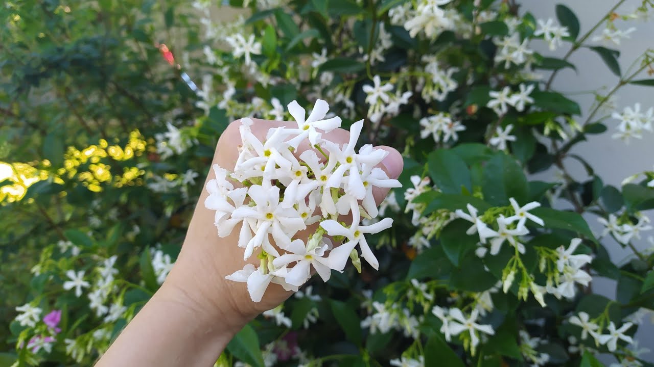 Deixe Seu Jardim Perfumado Com Esse Lindo Jasmim