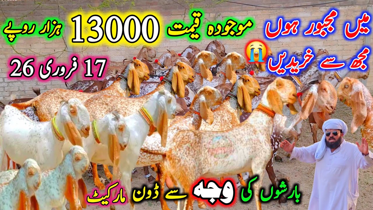 میں مجبور ہوں مجھ سے خریدیں موجودہ قیمت 13000 روپے February 17, 2026 ویڈیو سچ پہ مبنی ہے 