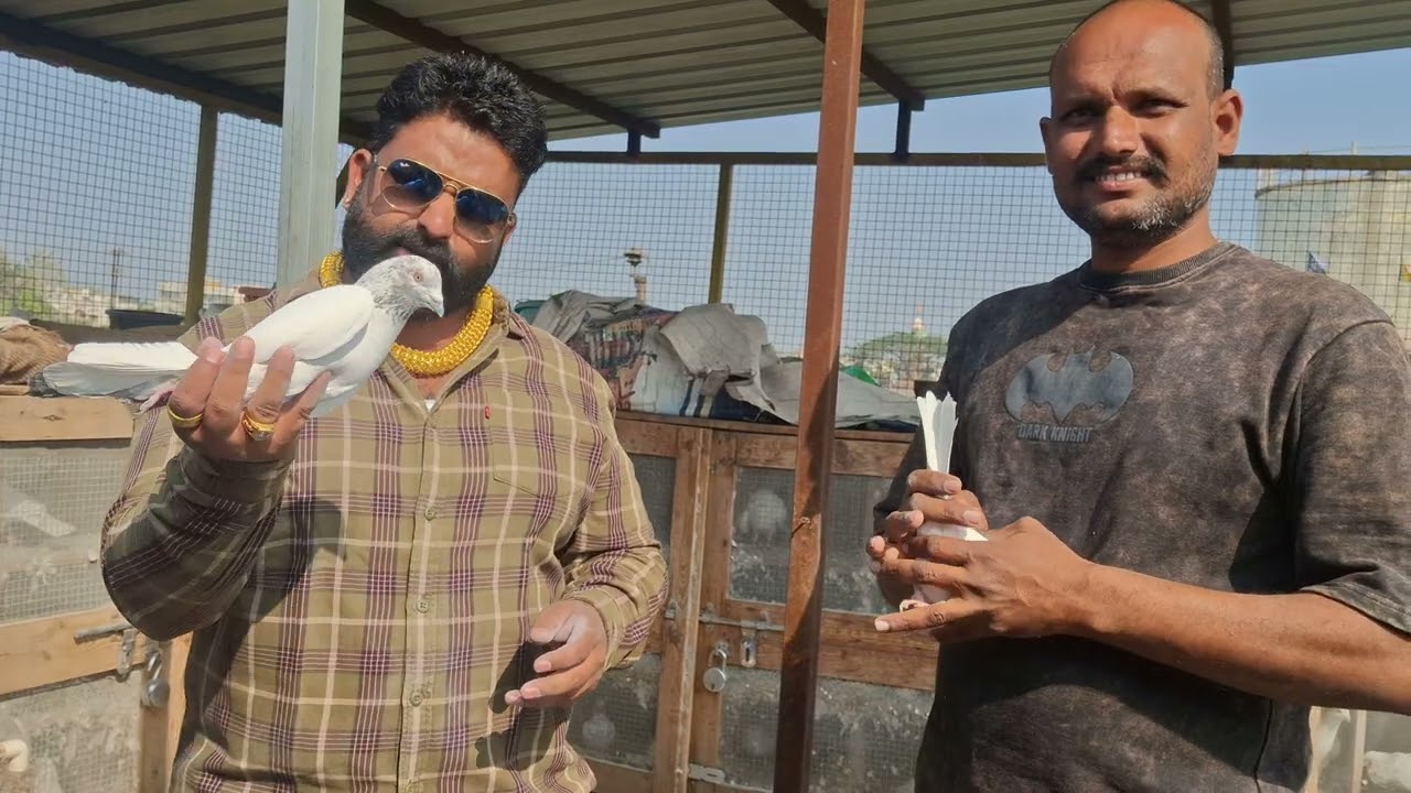 वस्ताद सिद्धांत आईवळे🕊️ नाया आप कबूतर का शोक  🕊️