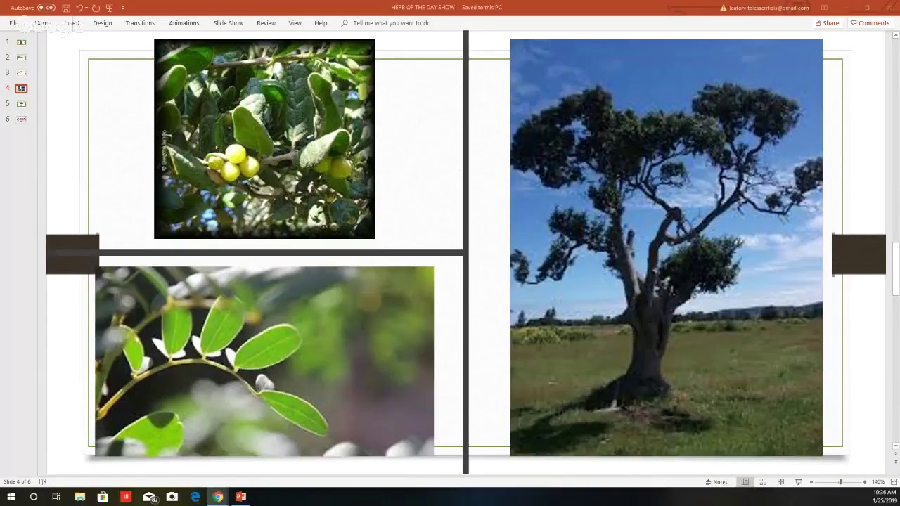HOTDS LIVE w/#HERBMAN: BOLDO (LIVER/GOUT/GALLBLADDER)