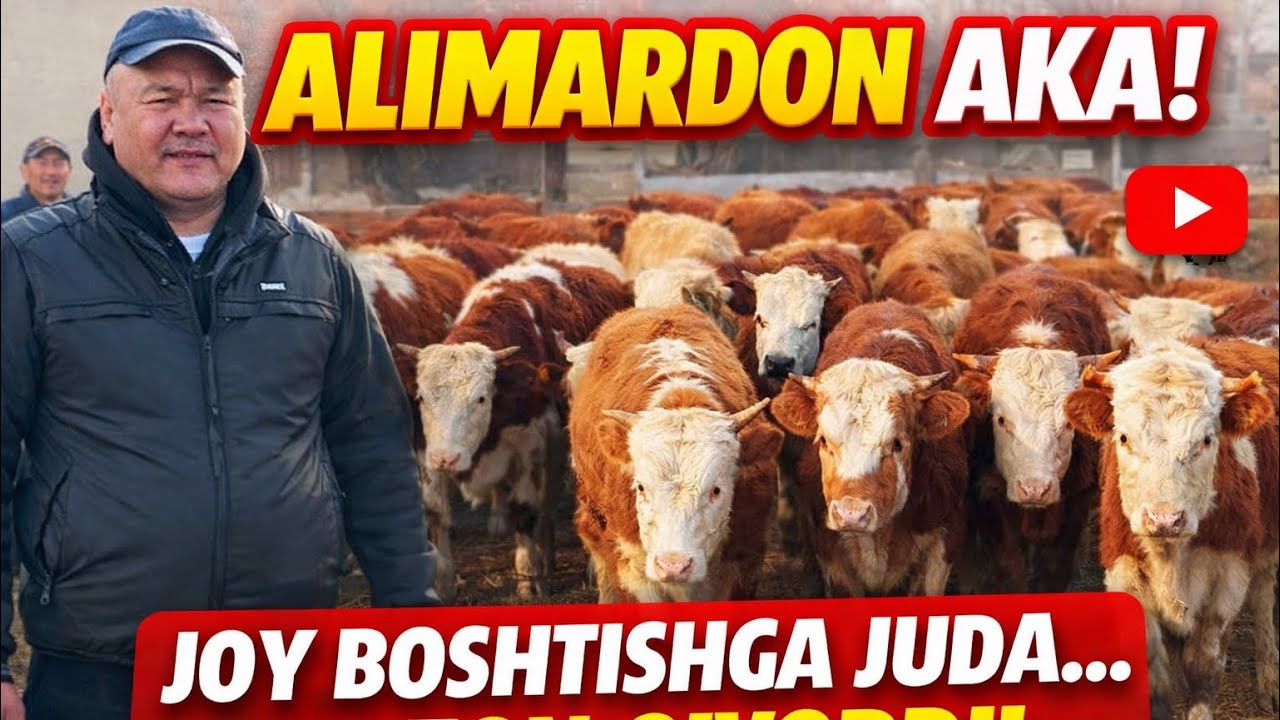 ALIMARDON AKA JOY BOSHATISHGA JUDA ARZON QIVORDI 