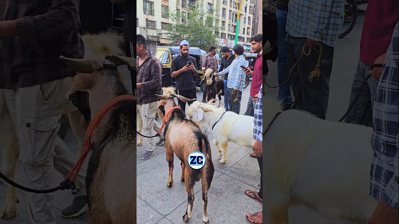 Mumbra Goat Rally Ke Bakre😍 #bakraeid #bakraeid2026 #bakraeidspecial #bakra #goats #trending #goat