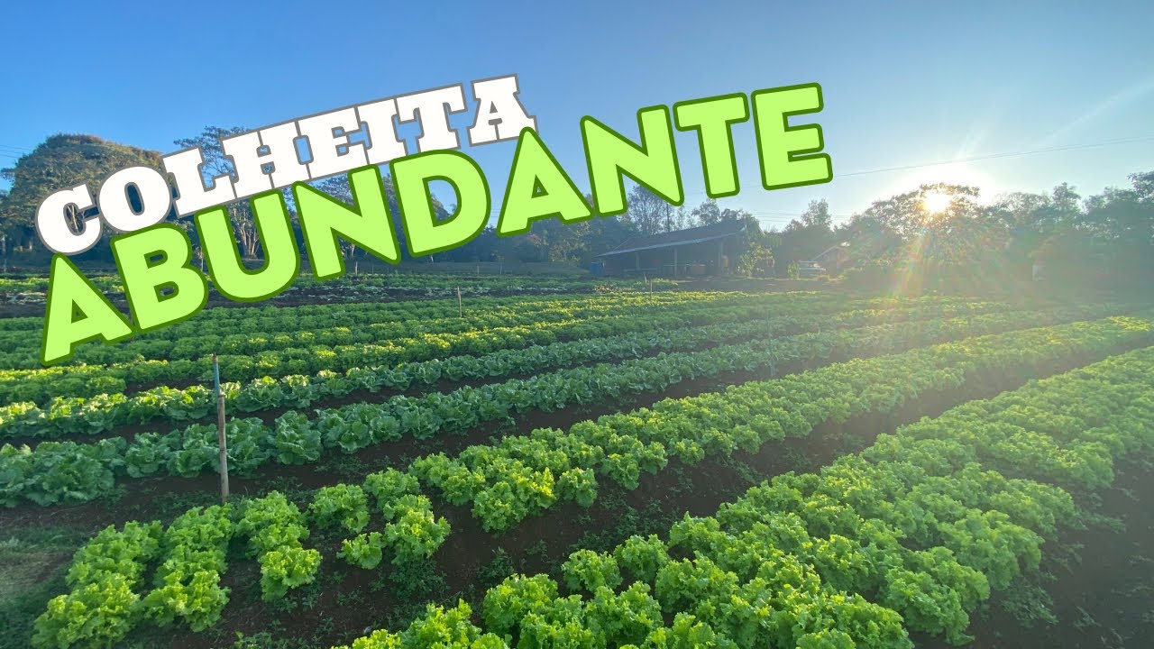 10 DICAS INFAL&Iacute;VEIS PARA TER UMA HORTA SUPER PRODUTIVA