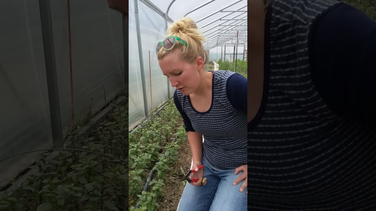 Pinching Snapdragons