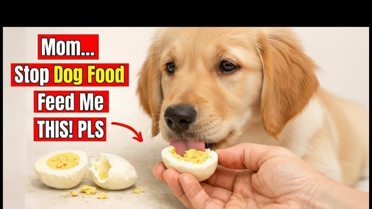 “15 Human Foods That Can Add 5 Years to Your Dog’s Life (Vets Won’t Tell You!)”