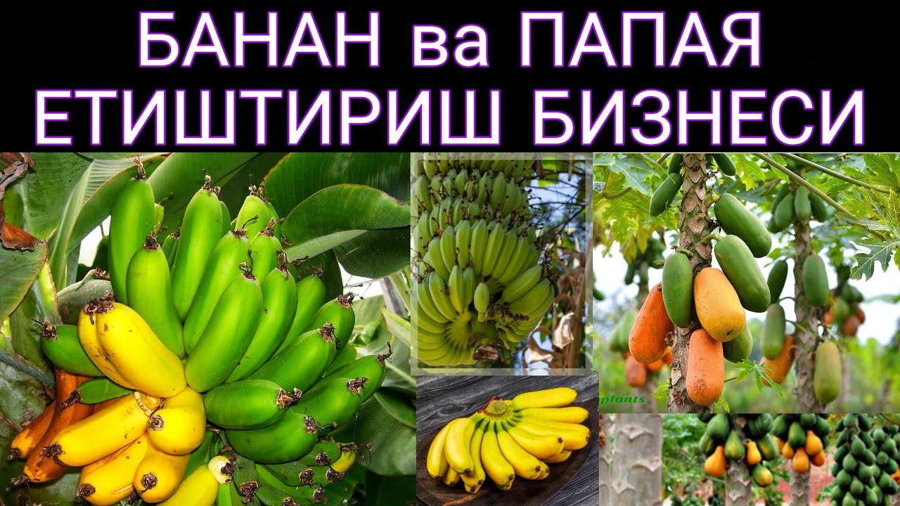 БАНАН ва ПАПАЯ етиштириш БИЗНЕСи