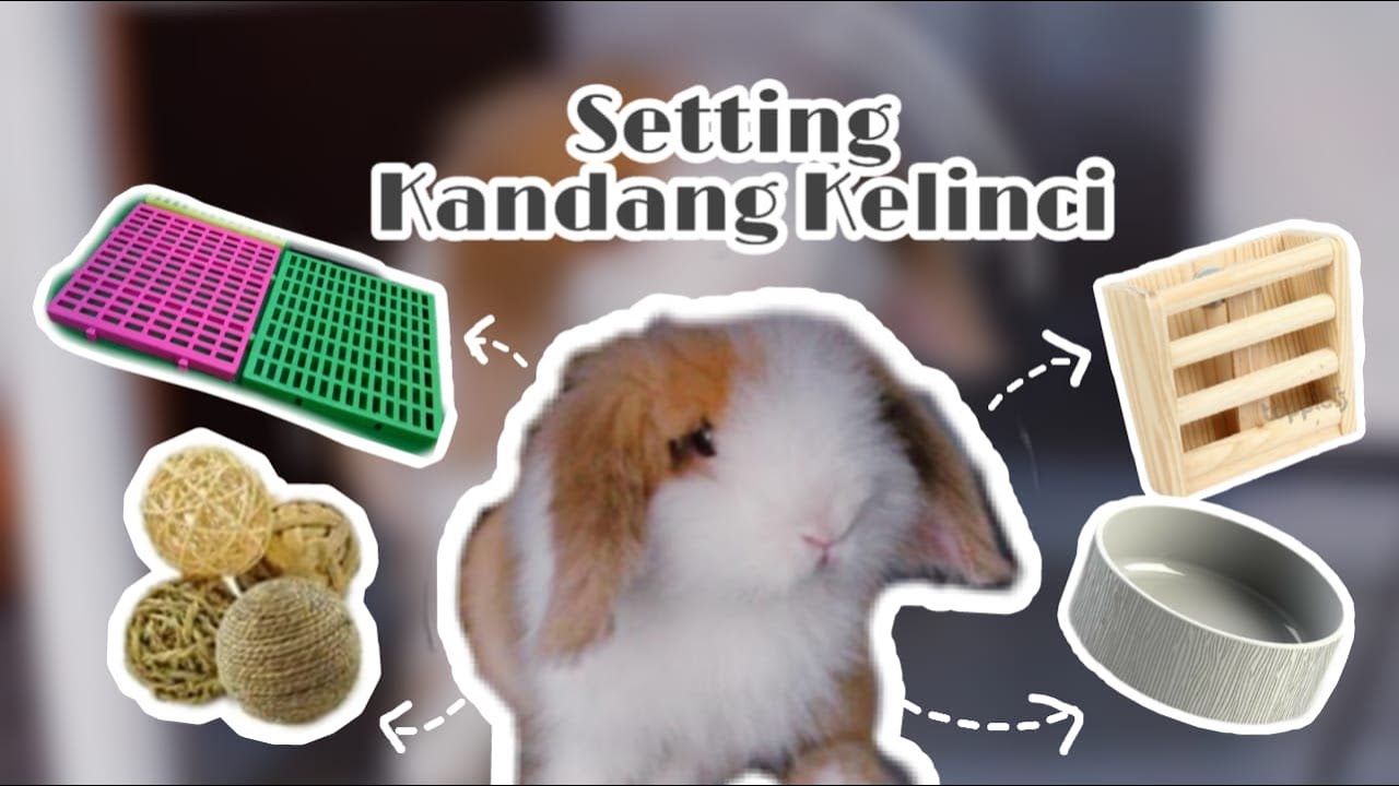 Setting Kandang Kelinci | BunnyTime