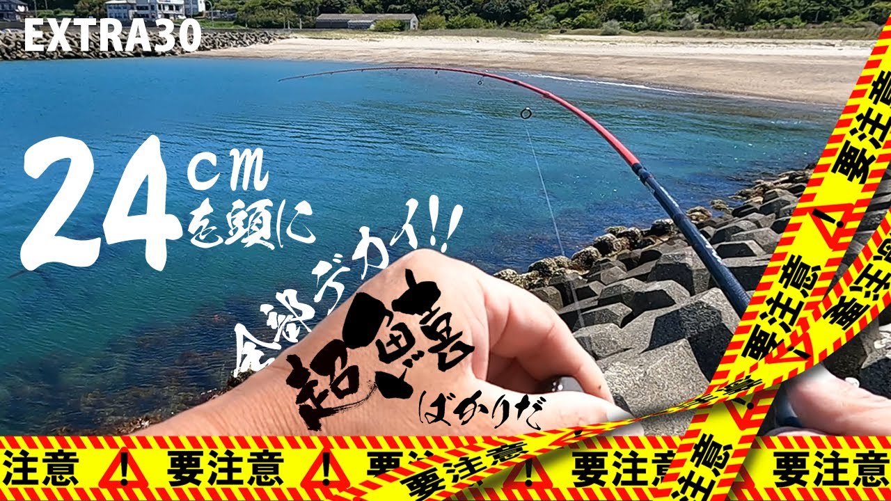 ちょい投げシロギス絶好調！糸鳴りするほど強烈な引きに大満足♪