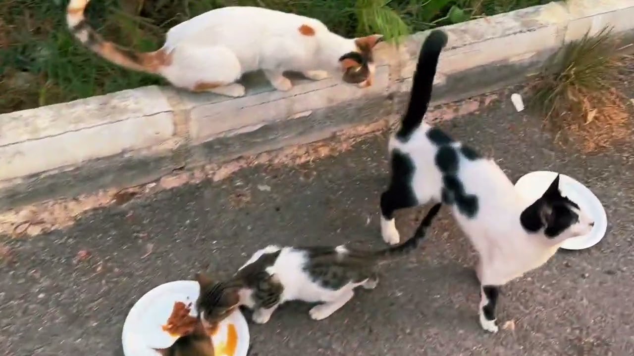 Feeding Street Cats  Part 4