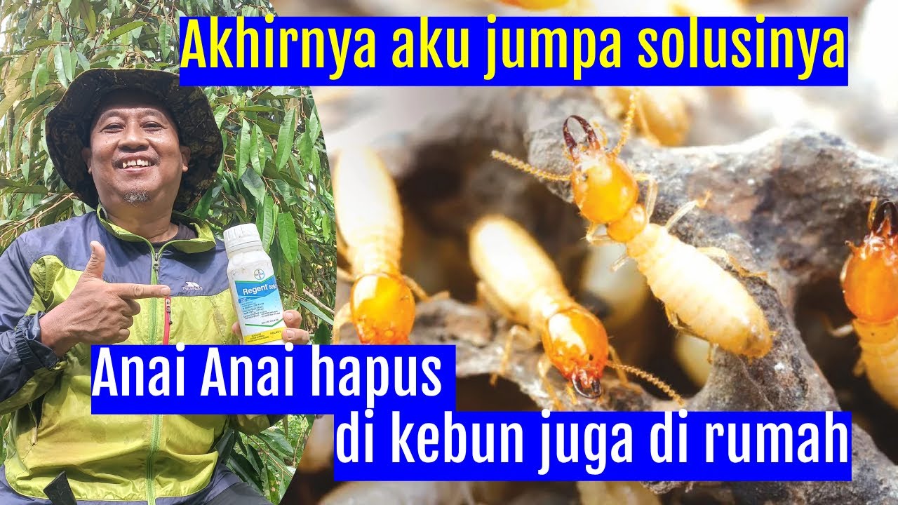 SOLUSI HAPUS ANAI ANAI DI KEBUN DURIAN DAN DI RUMAH | TIPS DAN CARANYA | EP 82