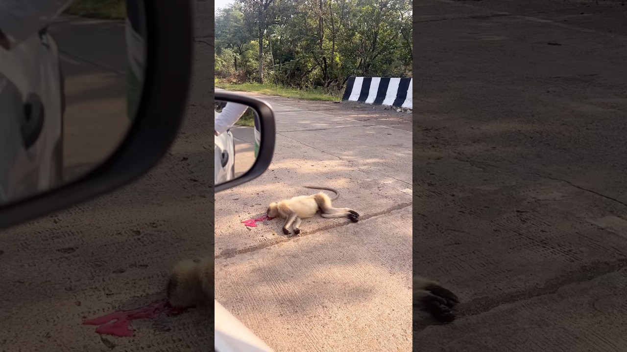 Jay Bajrang Bali monkey accident #jayhanuman #helpwithramji