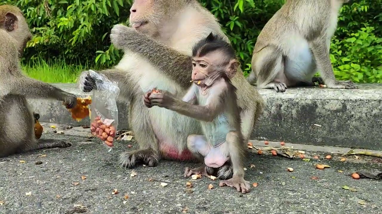 Monkeys Take on the Road for Food | Adorable monkey activities | Cute baby animals