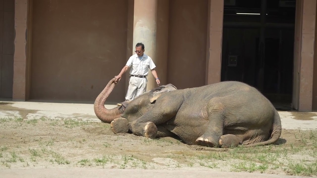 東山動植物園　アジアゾウ　ワルダーと飼育員さん