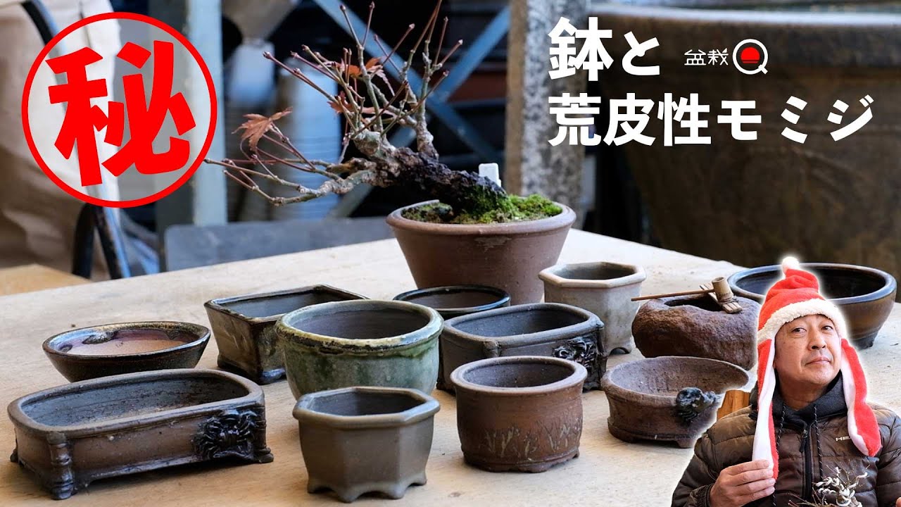 凄い㊙鉢紹介と荒皮性モミジの冬の躾【盆栽Q】