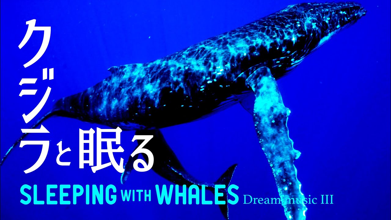 🐳 睡眠用BGM ｜ クジラと眠る - 眠れる森の幻想曲３ ✨眠れる 曲,  作業用,  鯨の鳴き声, ザトウクジラ ｜ Whale Sleep Music and Underwater Sounds