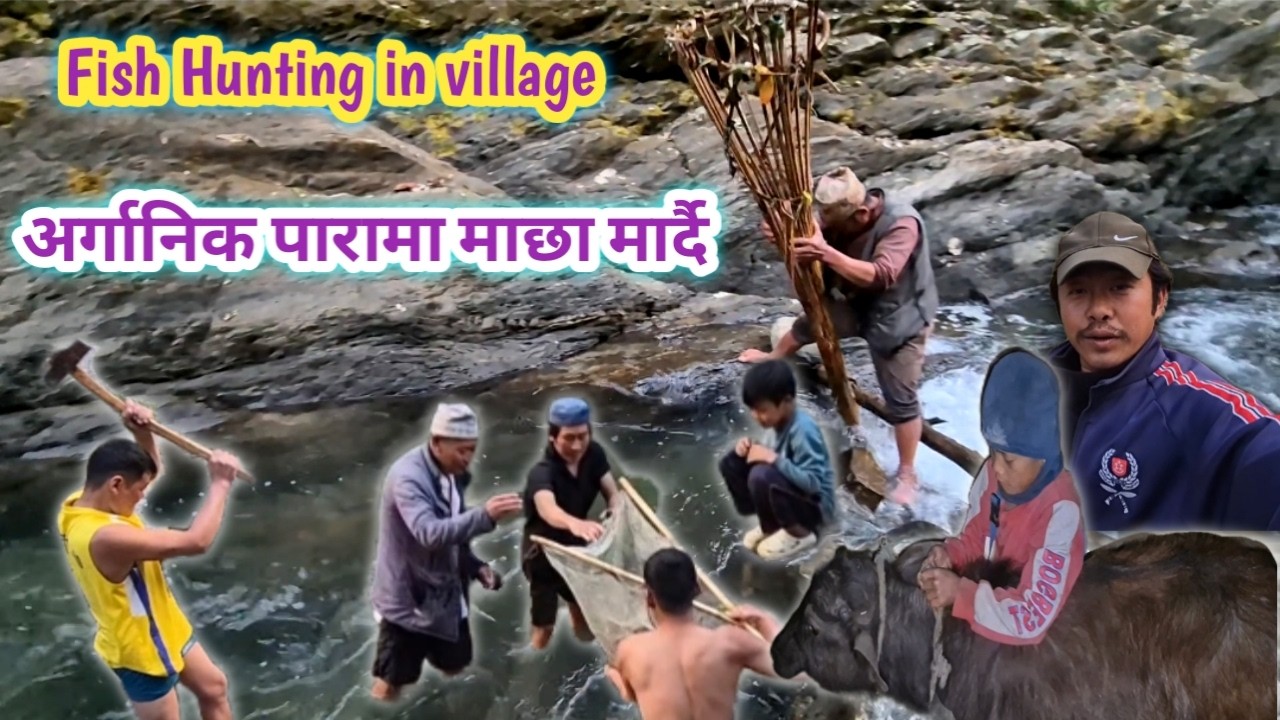 गाउँमा येसरि माछा मारिन्छ🤗।।traditional fishing in village #fishhunting