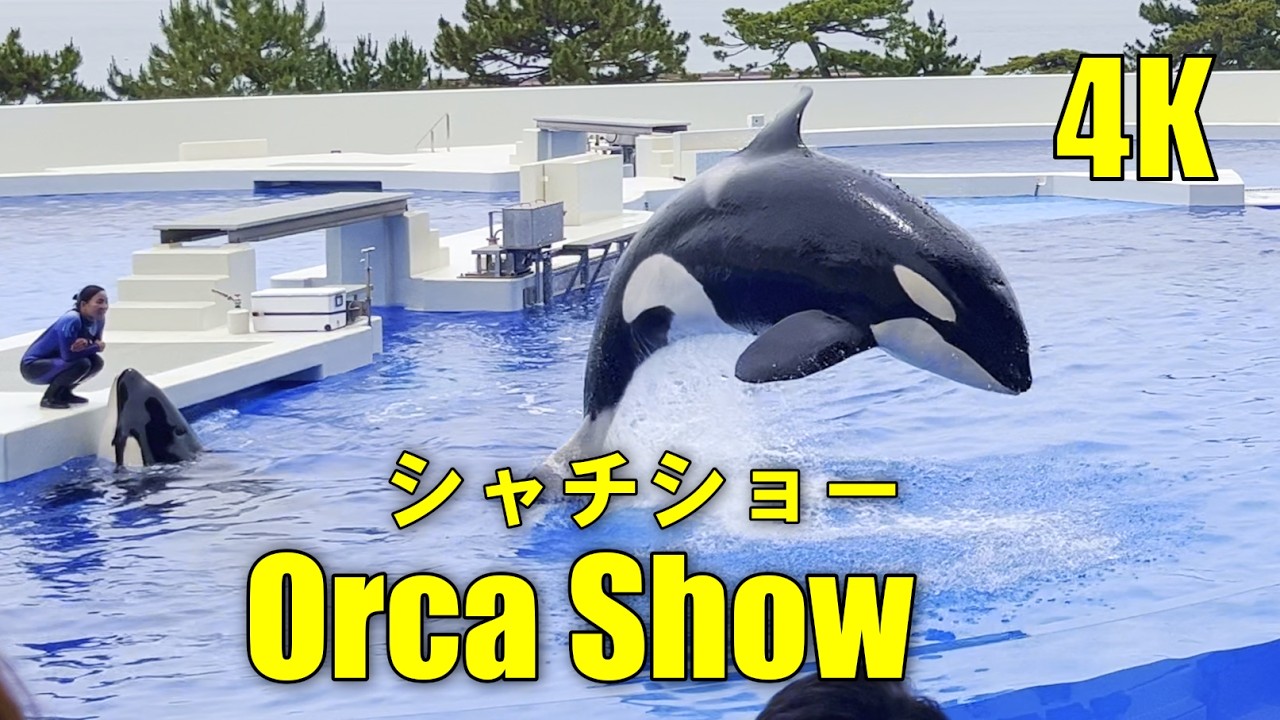 【4K HDR】 ノーカット版！シャチパフォーマンス/神戸須磨シーワールド🐬/オルカショ―/オルカスタジアム/ステラ/ラン/Kobe Suma Sea World