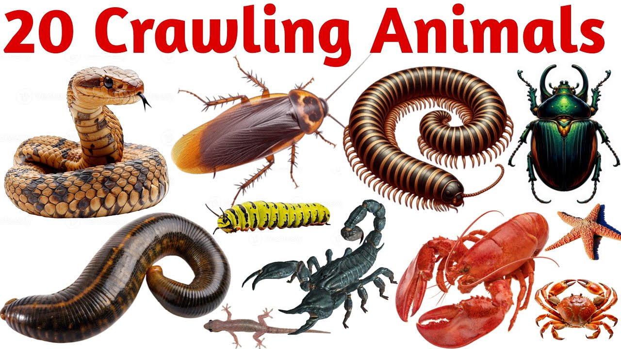 Learn 20 Crawling Animals Names with Sounds | Fun Educational Video for Preschool & Toddlers