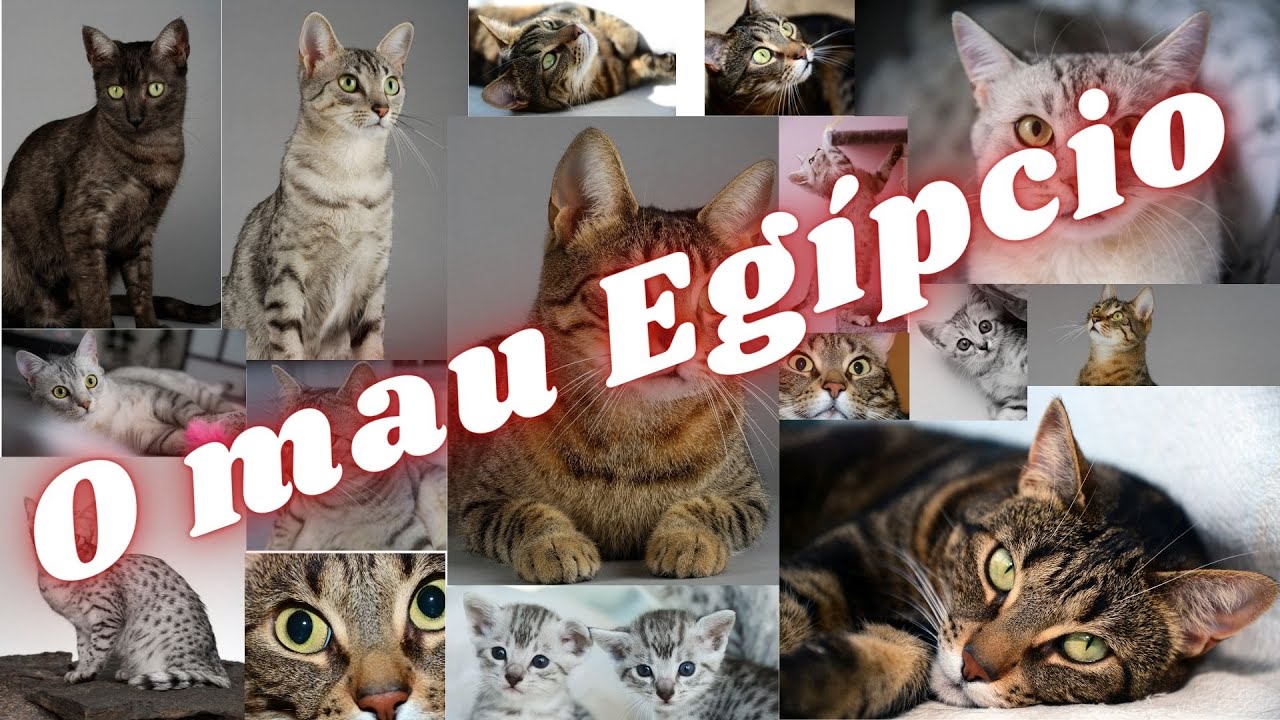 O Mau Eg&iacute;pcio &eacute; uma ra&ccedil;a de gato que descende de animais origin&aacute;rios do Antigo Egipto!