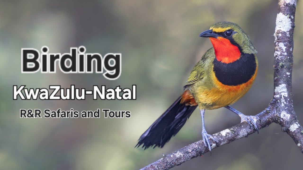 Birding KwaZulu-Natal |R&R Safaris and Tours