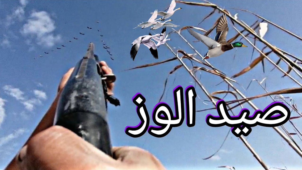 صيد البط والحذاف في هور حماره والتخييم لليلتين الجزء الاول