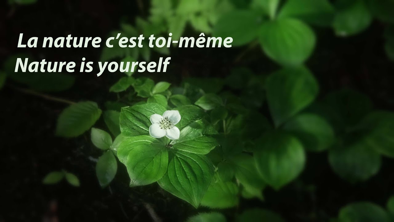 La nature c&rsquo;est toi m&ecirc;me / Nature is yourself #nature #naturelovers #naturelover #naturevideo