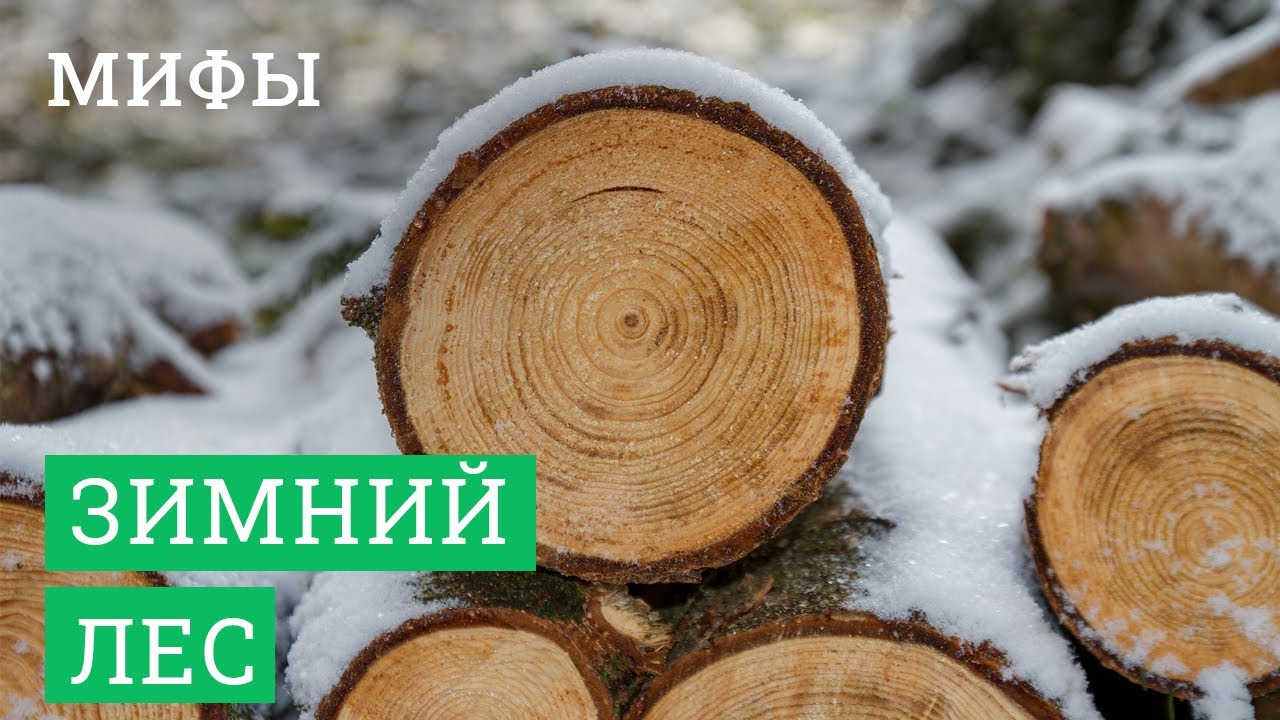 ЛАФЕТОФФ: Мифы про зимний лес в деревянном домостроении