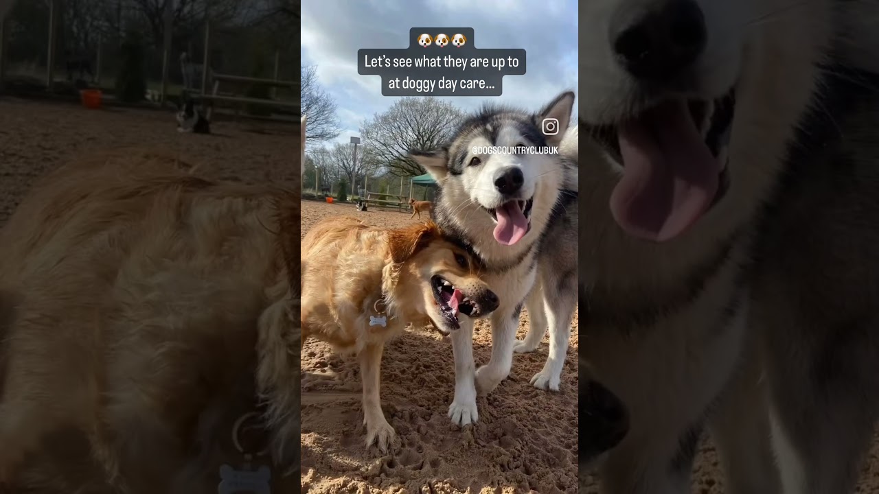 What does a Day at Dogs Country Club Look Like?! #pawsandplay #DogsCountryClub