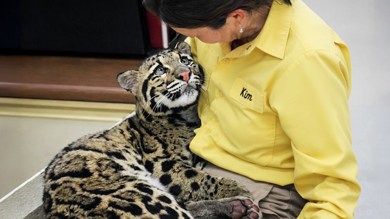 When Animals Can’t Hold Back Their Emotions After a Hug 😍 Cute Animal Videos